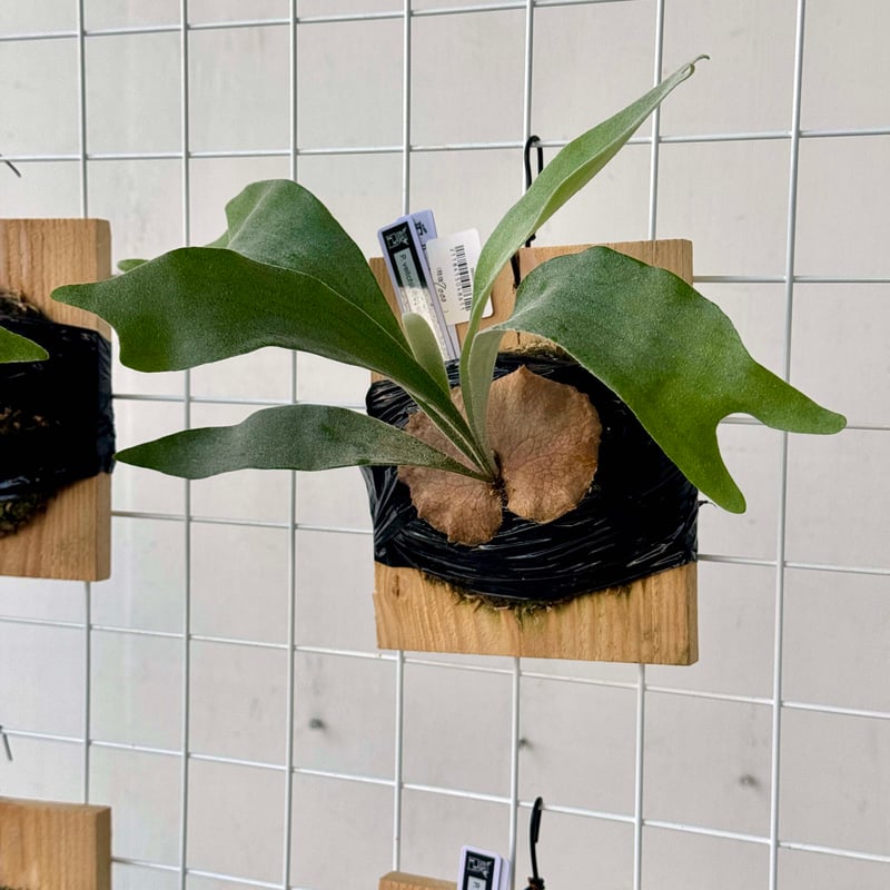 板付ビカクシダ P. veitchii wild sporeling 'Cania #1'