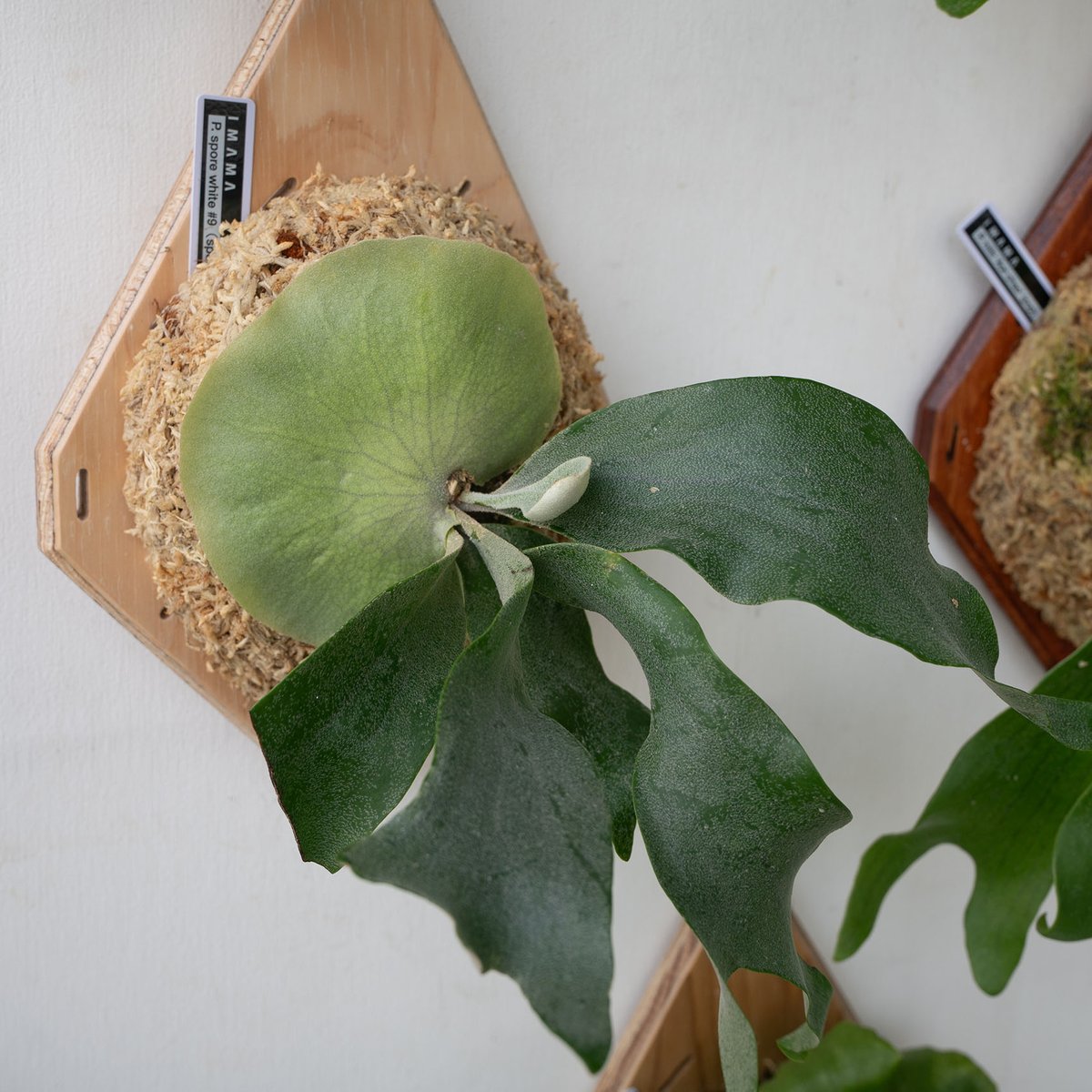 2025.9/23〜】板付ビカクシダ P. willinckii spore white