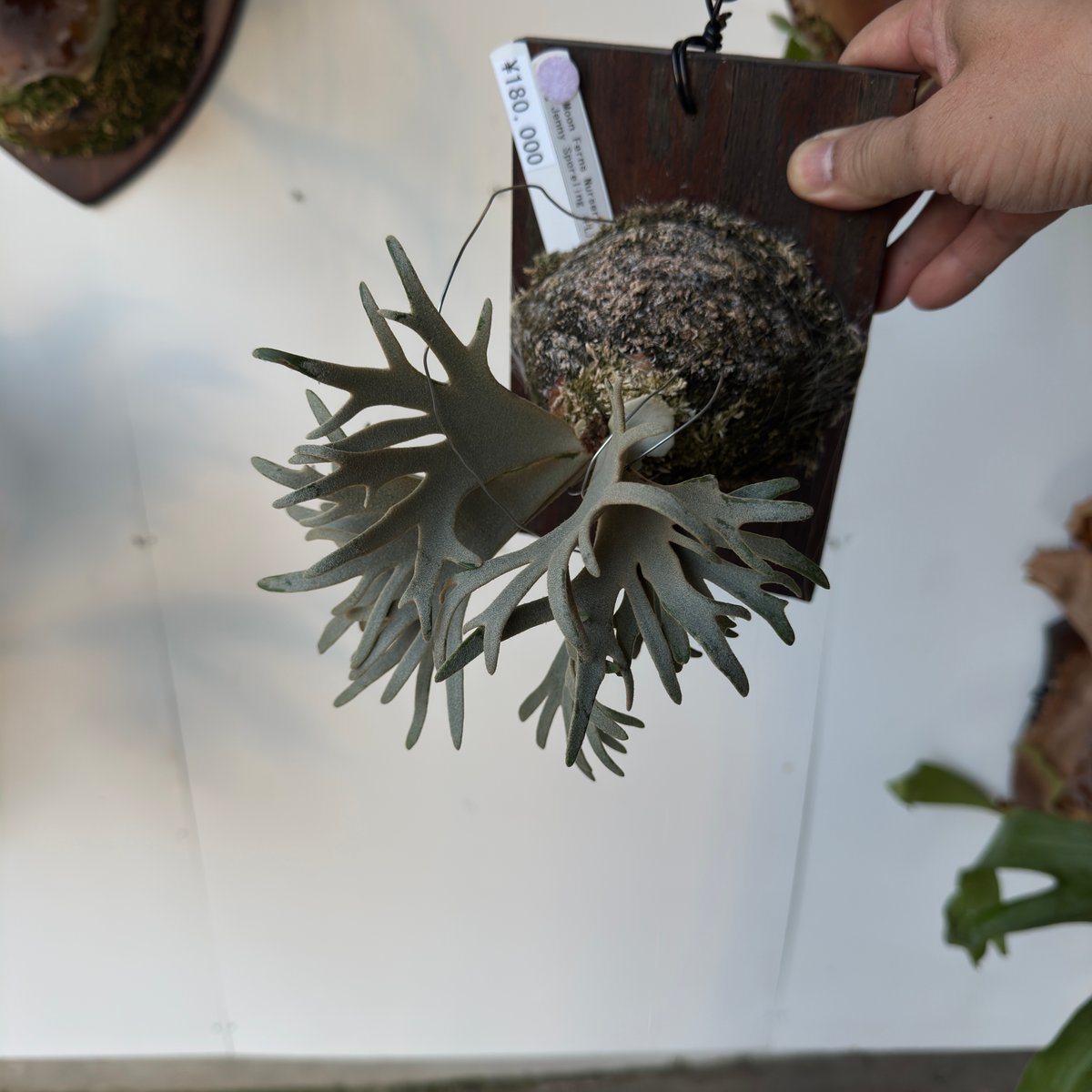 ビカクシダ Jenny coral mix spore Jenny coral mix sporeの通販はau PAY マーケット - 輸入雑貨のネット