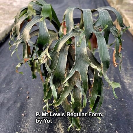 CATEGORY Mt. lewis | IMAMA