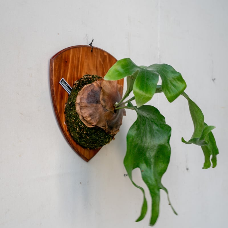 ビカクシダ hillii系 ドラゴン×マセラティ 大き目 マセドラ ビカクシダ hillii系 ドラゴン×マセラティ 大き目 マセドラ 1