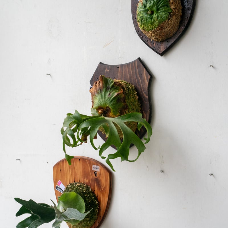 ビカクシダ コロナリウムフィリピネス 板付 2025.7/17〜】板付ビカクシダ P. coronarium Philippines