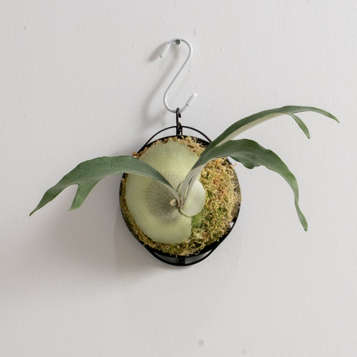 2025.12/20〜】板付ビカクシダ P. Rydeen（pup） | IMAMA