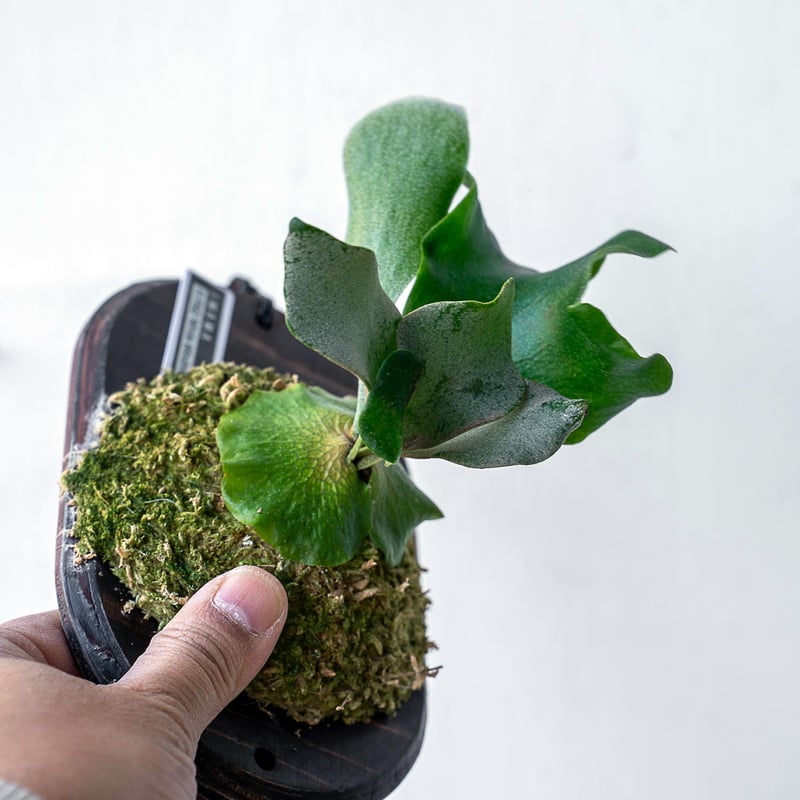 2025.11/12〜】板付ビカクシダ P. FSQ 'White Windmill' （