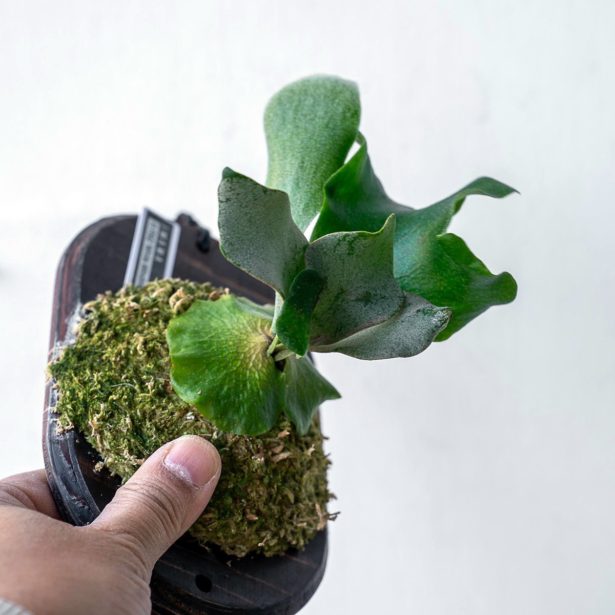 2025.11/12〜】板付ビカクシダ P. FSQ 'White Windmill' （