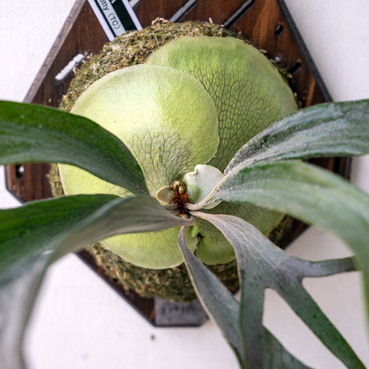 2025.11/12〜】板付ビカクシダ P.Little kitty（TC） | IMAMA