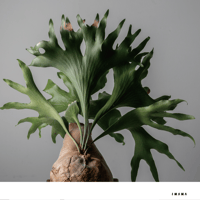 Recording_poster【color ver.】020