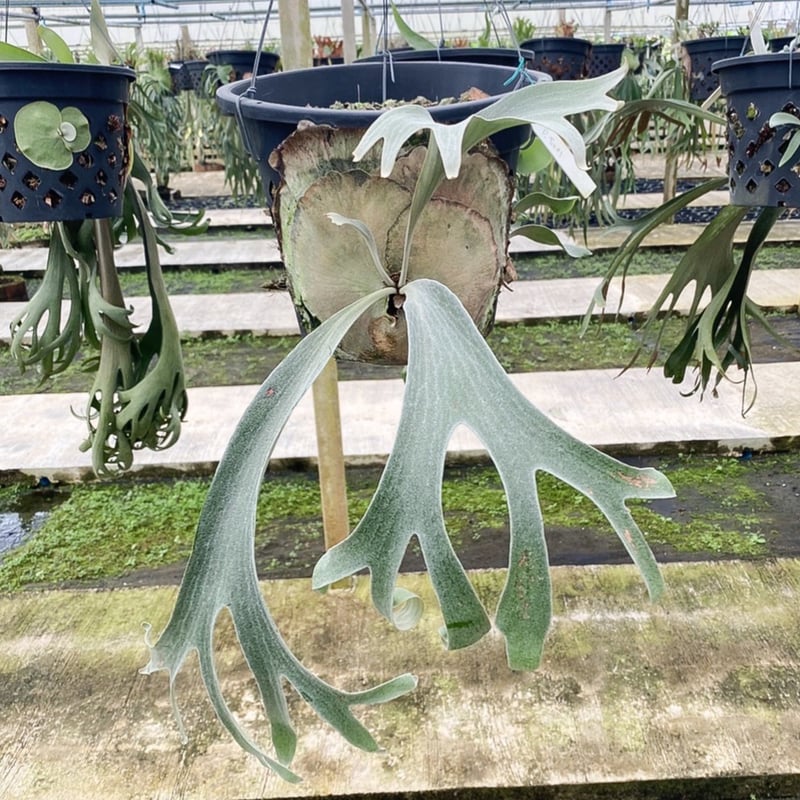 ビカクシダ P. Tur#6 大株 【公式通販】