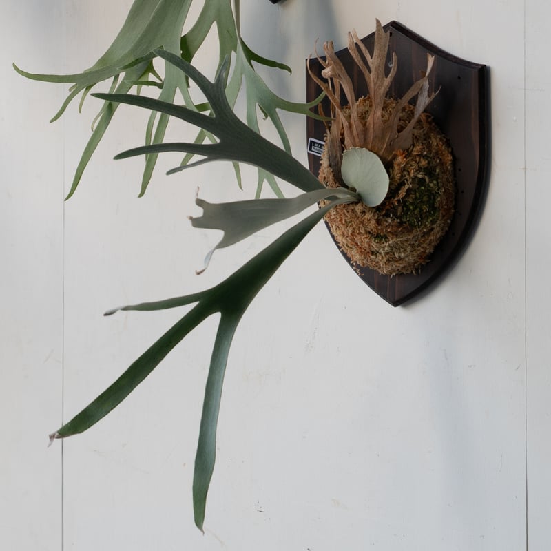 2025.6/16〜】板付ビカクシダ P. Himaraya | IMAMA