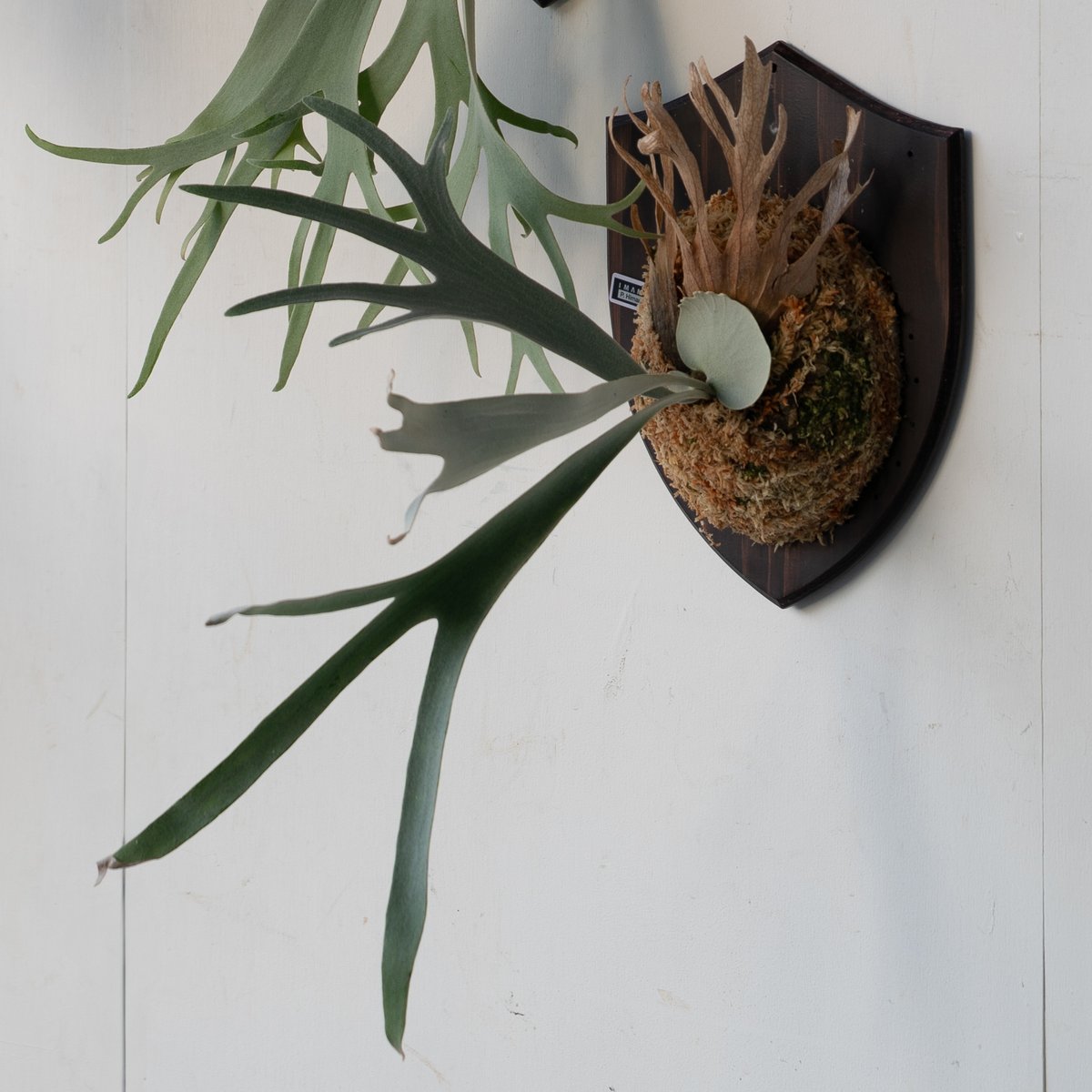 2025.6/16〜】板付ビカクシダ P. Himaraya | IMAMA