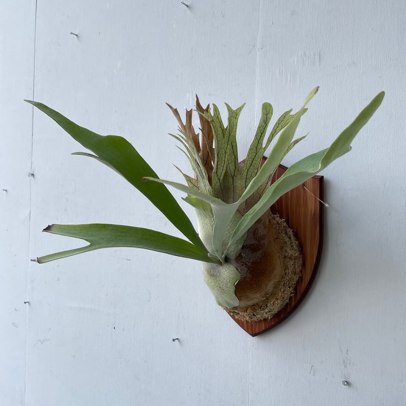 Platycerium Akki 子株 【公式通販】