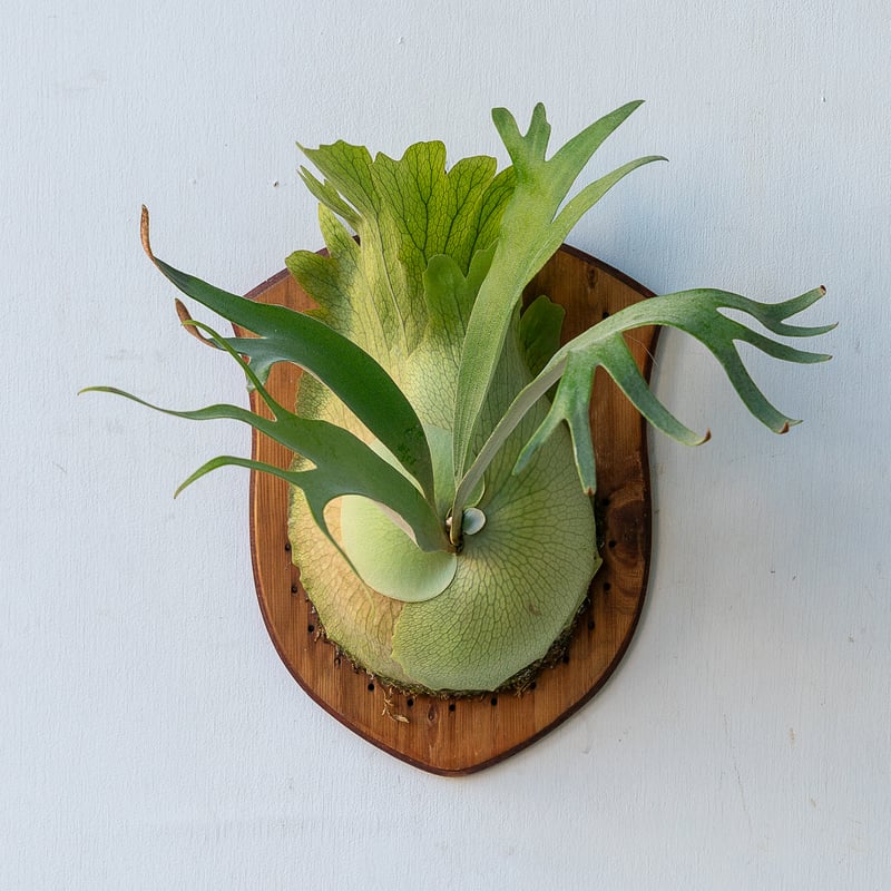 ビカクシダ ペガサス （子株多数】Platycerium 