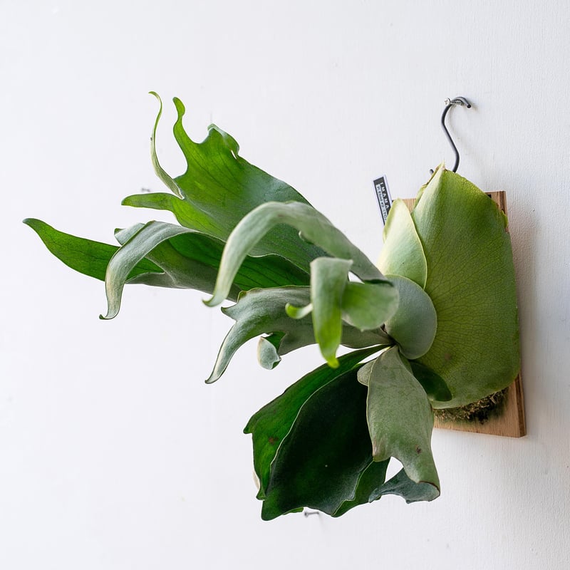 2025.11/12〜】板付ビカクシダ P. Ebid#2（TC） | IMAMA