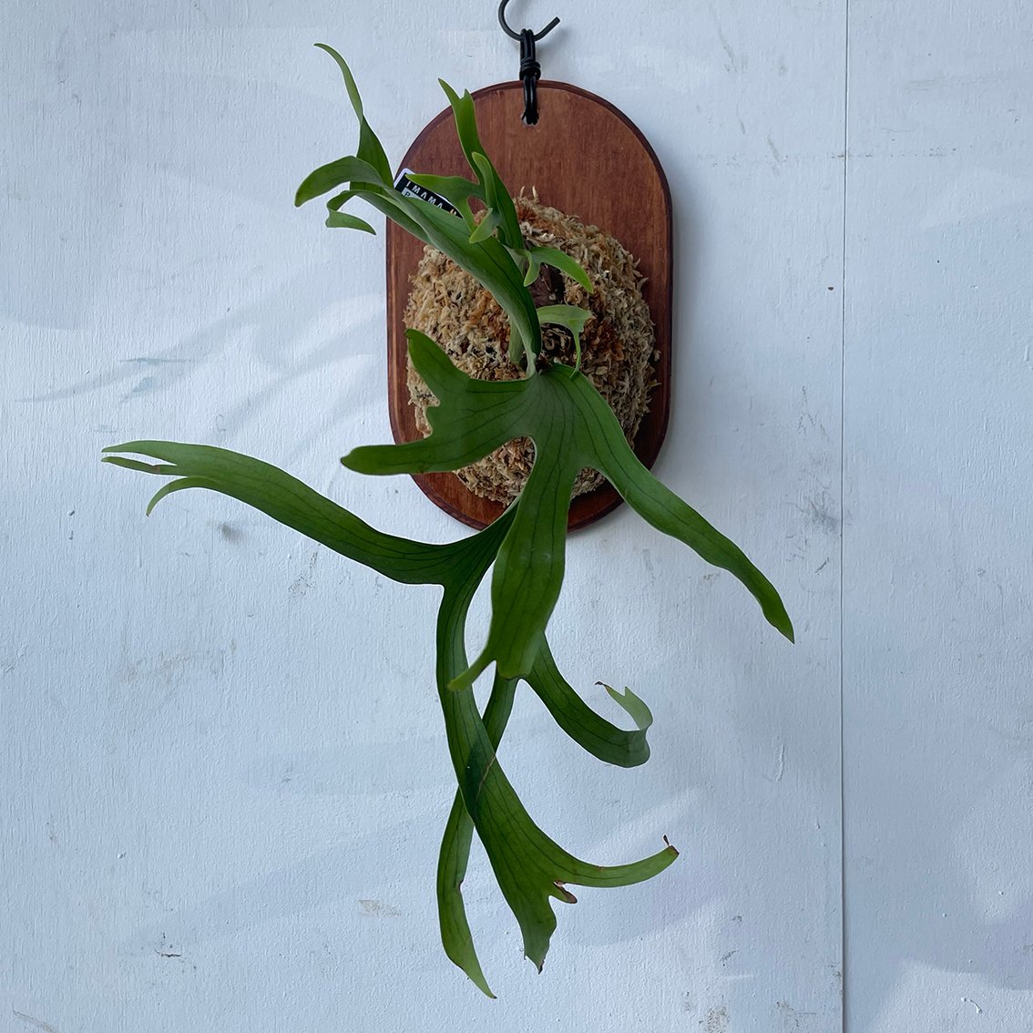 2025.6/23〜】板付ビカクシダ P. coronarium Wai Wai | IMAMA