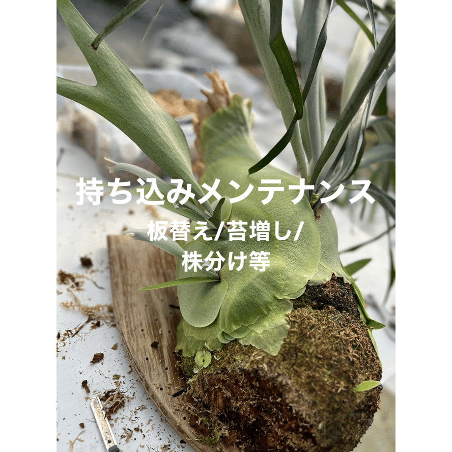6544c631646cf10031260ba7
