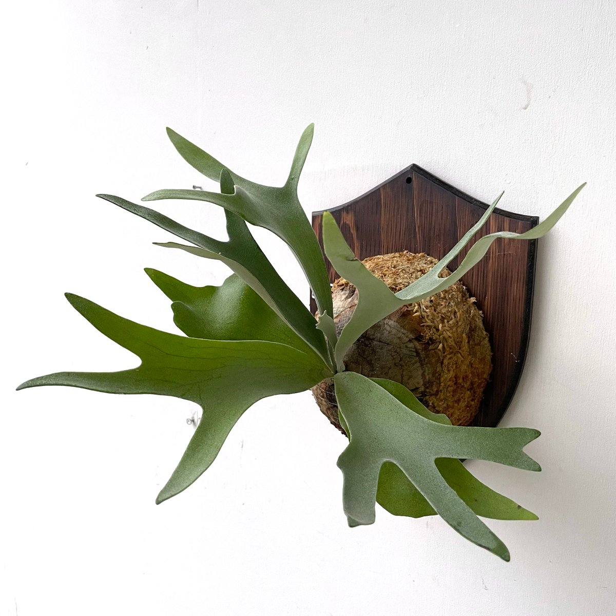 P.Pegasus(ペガサス) 【公式通販】