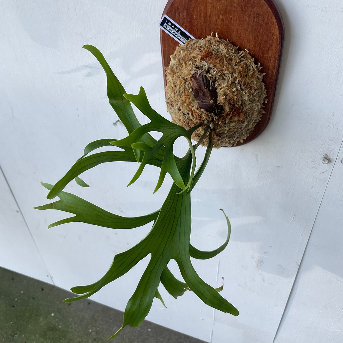 2025.6/23〜】板付ビカクシダ P. coronarium Wai Wai | IMAMA