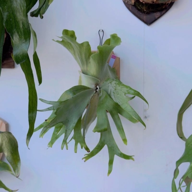 2025.6/5〜】板付ビカクシダ P. willinckii YAL（Mix Spore