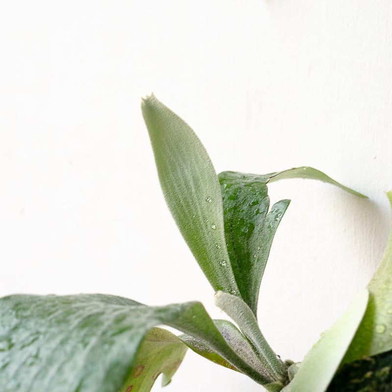 2025.11/22〜】板付ビカクシダ P. Demeter（pup） | IMAMA