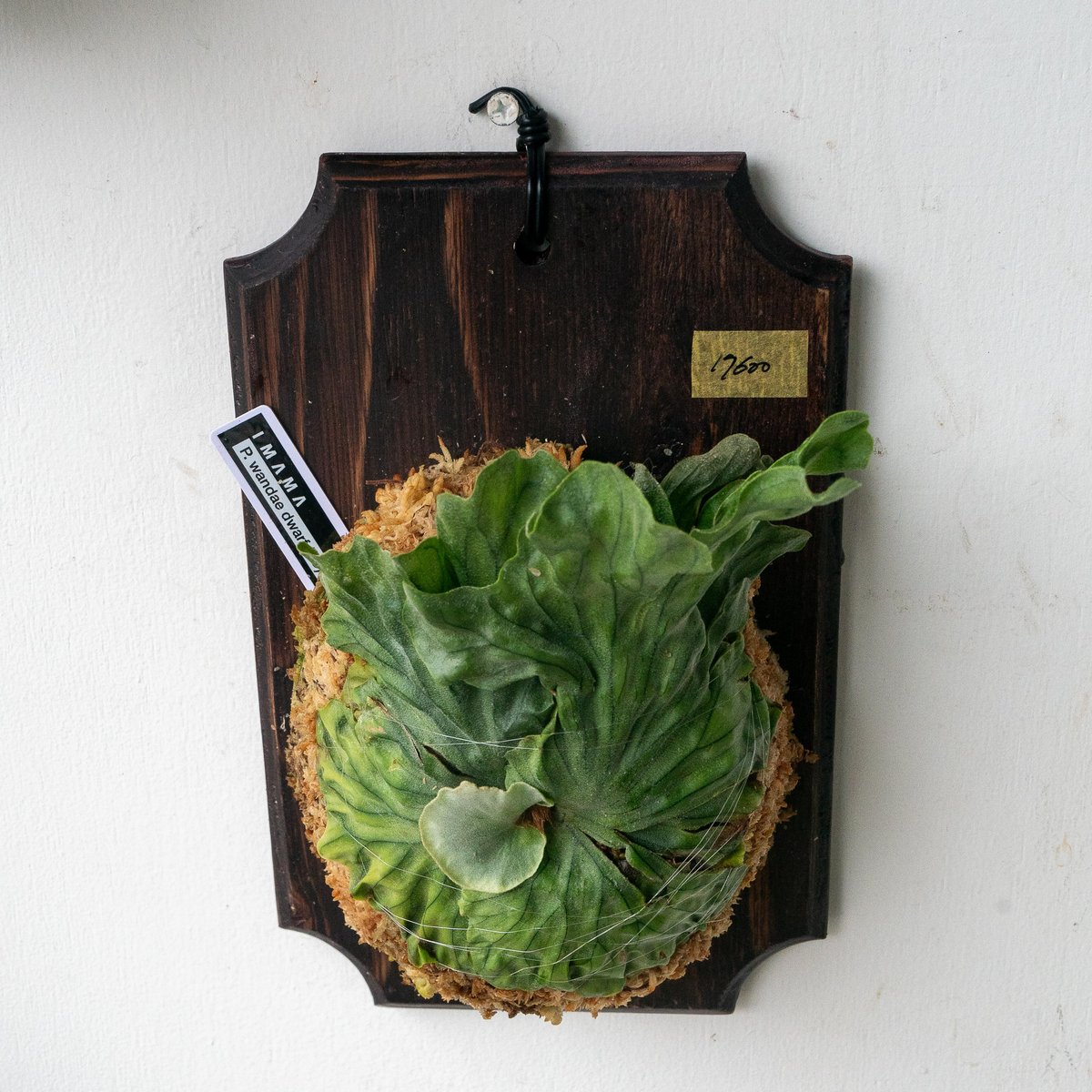 2025.7/15〜】板付ビカクシダ P wandae dwarf（TC） | IMAMA