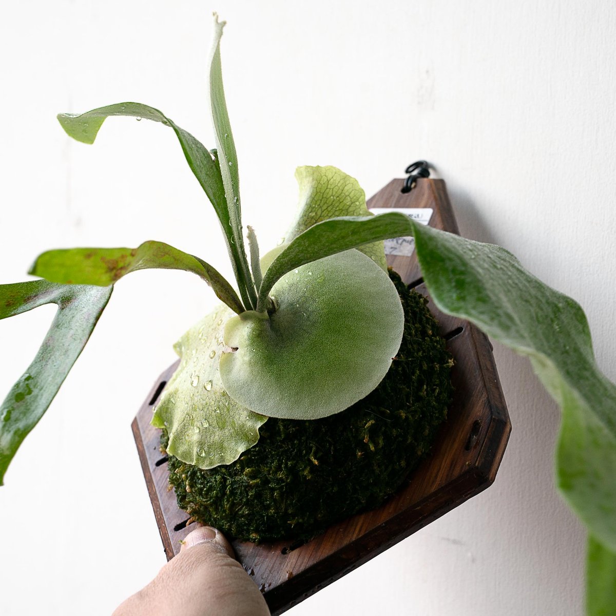 Hima pup ビカクシダ 2025.11/22〜】板付ビカクシダ P. Demeter（pup） | IMAMA