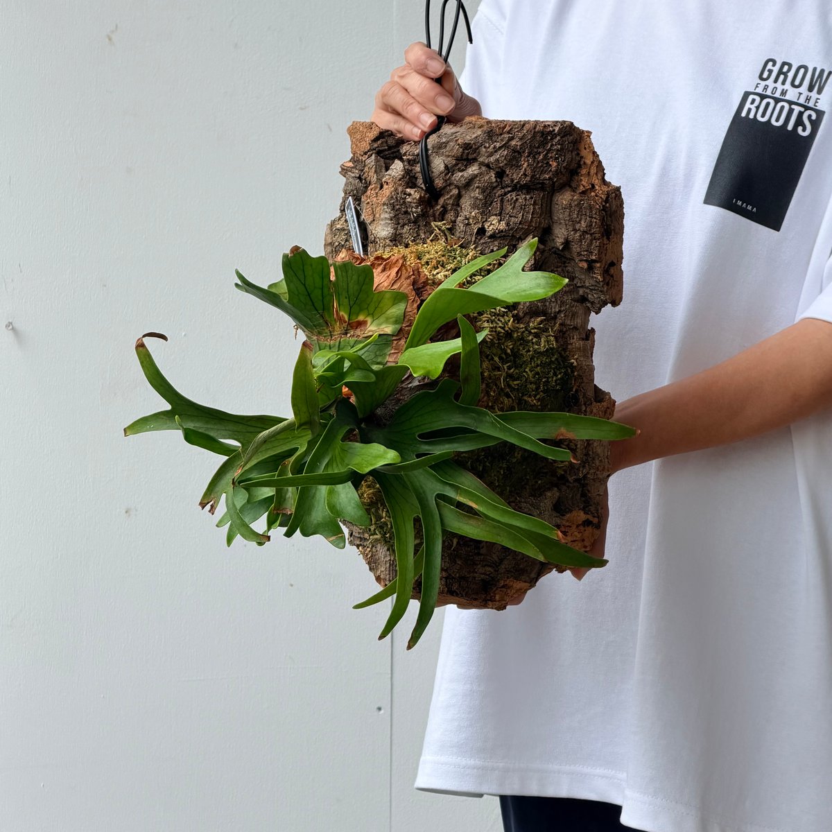 2026.7/2〜】コルク付ビカクシダ P. coronarium 'Dragon tree