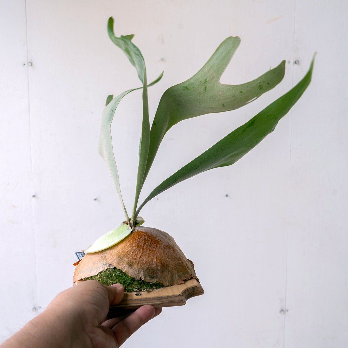 2025.8/2〜】板付ビカクシダ P. Hanabi | IMAMA