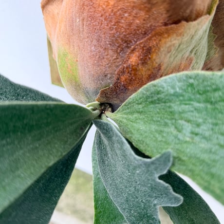【2026.6/11〜】板付ビカクシダ　P. 'Foong siqi' [TC]