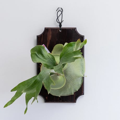 CATEGORY hillii | IMAMA