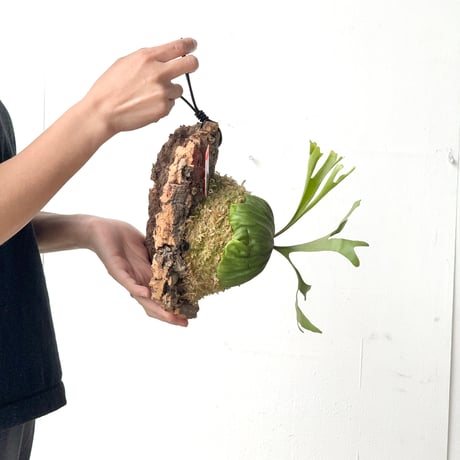 【2026.6/4〜】コルク付ビカクシダ　 P. ridleyi thin frond_