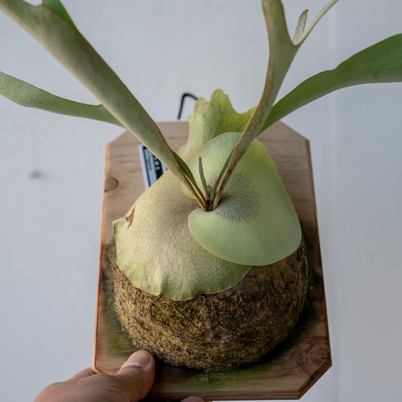 ビカクシダ P.FSQ special pup 板①