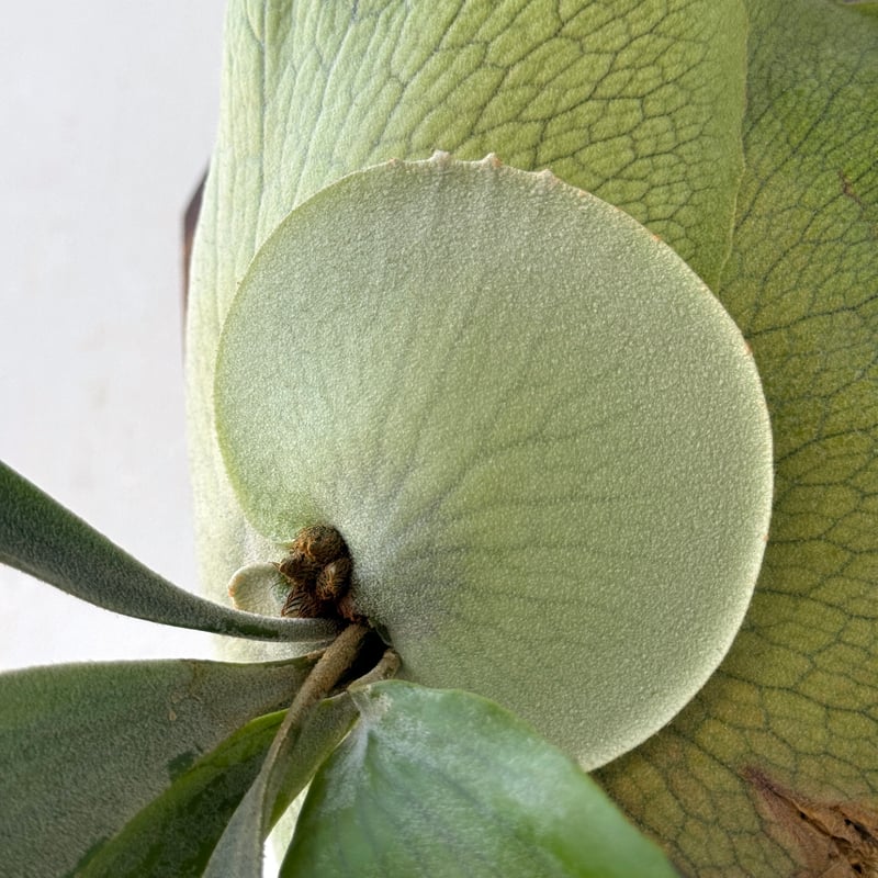 板付ビカクシダ P. Titan woot#13 | IMAMA