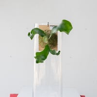 2025.2/2〜】板付ビカクシダ P. willinckii Nano sporeling