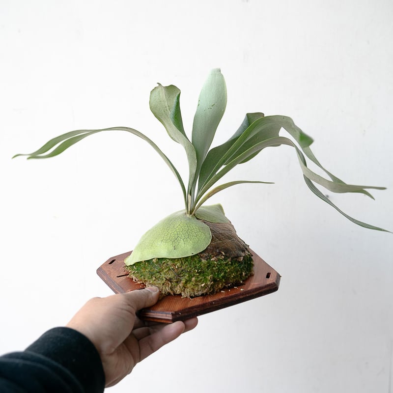 2025.11/22〜】板付ビカクシダ P. tenten（pup） | IMAMA