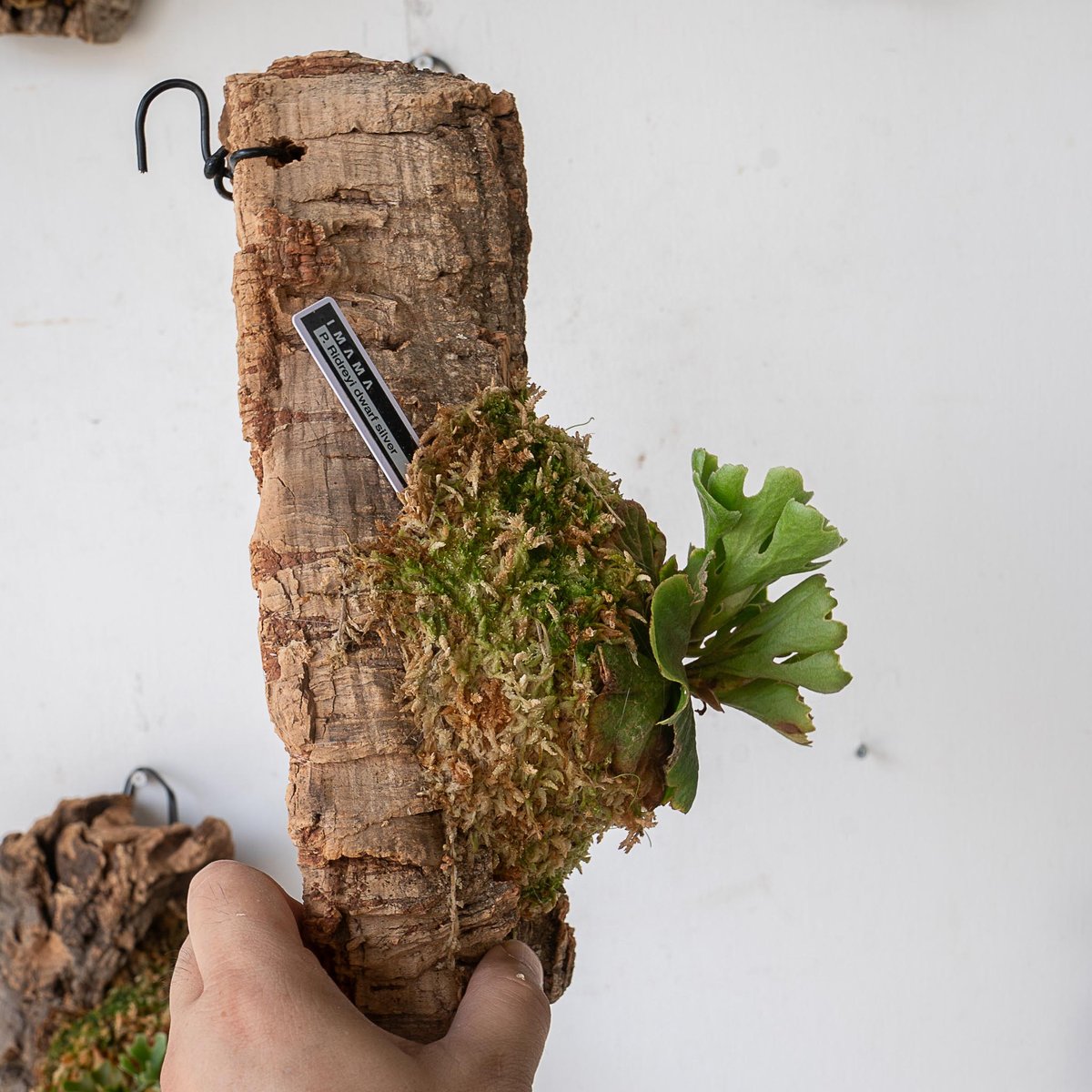 2025.7/7〜】板付ビカクシダ P. Ridleyi dwarf silver コルク0