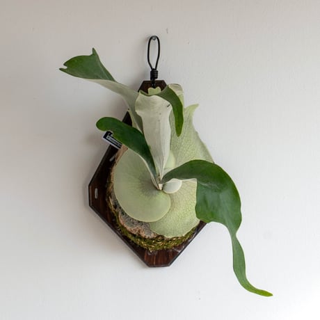 CATEGORY willinckii | IMAMA