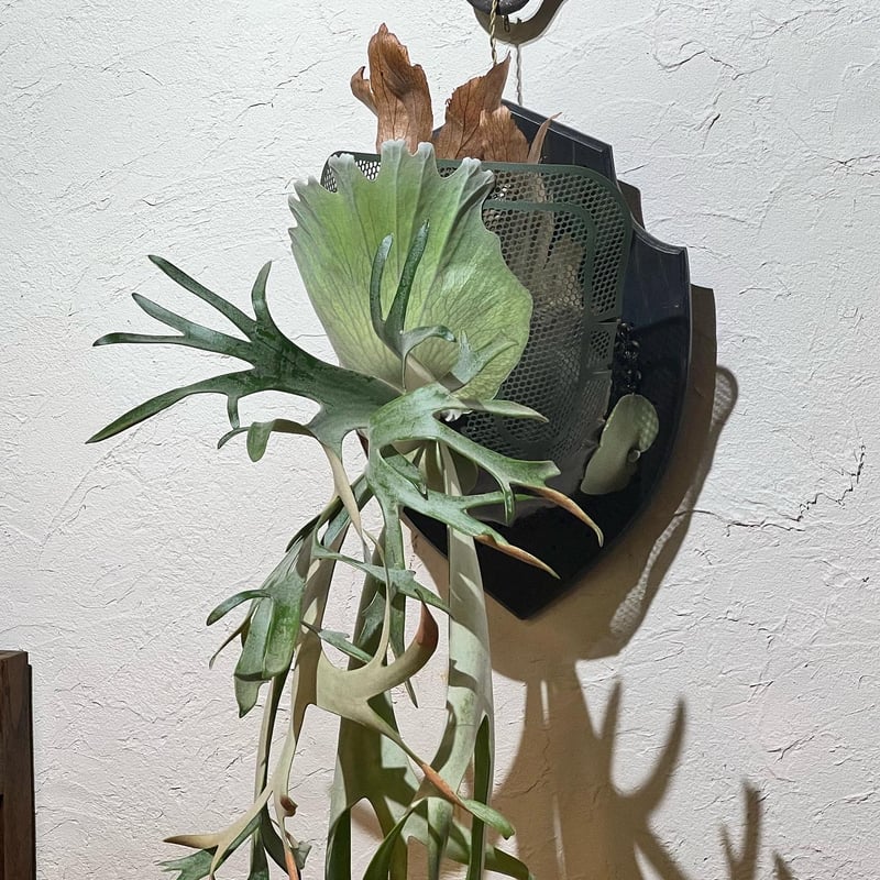 【ゆうき様】5品種から3品種選べるセット/ビカクシダ ゆうき様】5品種から3品種選べるセット/ビカクシダ