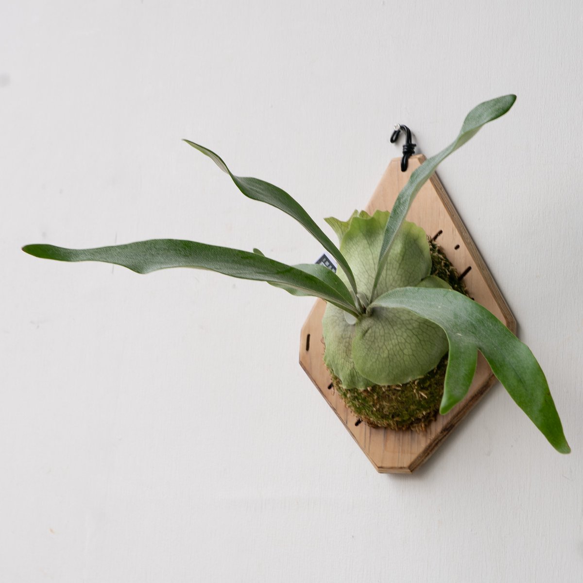 Platycerium Akki ビカクシダ アッキー 親株 大株 veitchii wild