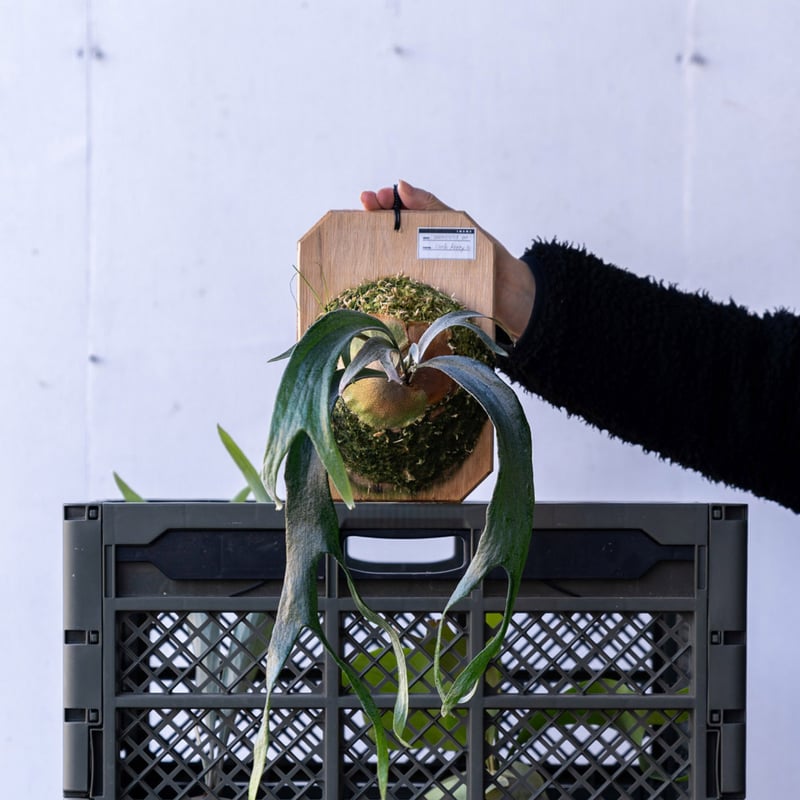 ビカクシダ マウントルイス Little Kitty ビカクシダ リトルキティ