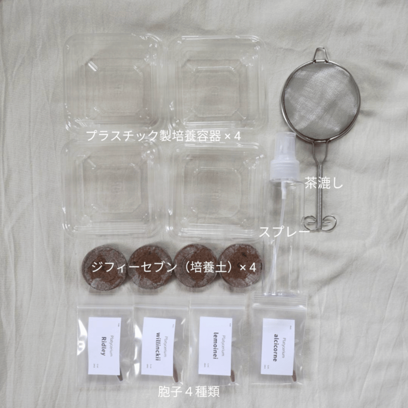 ビカクシダ胞子培養 エントリーセット ＜コラボver.＞ | IMAMA