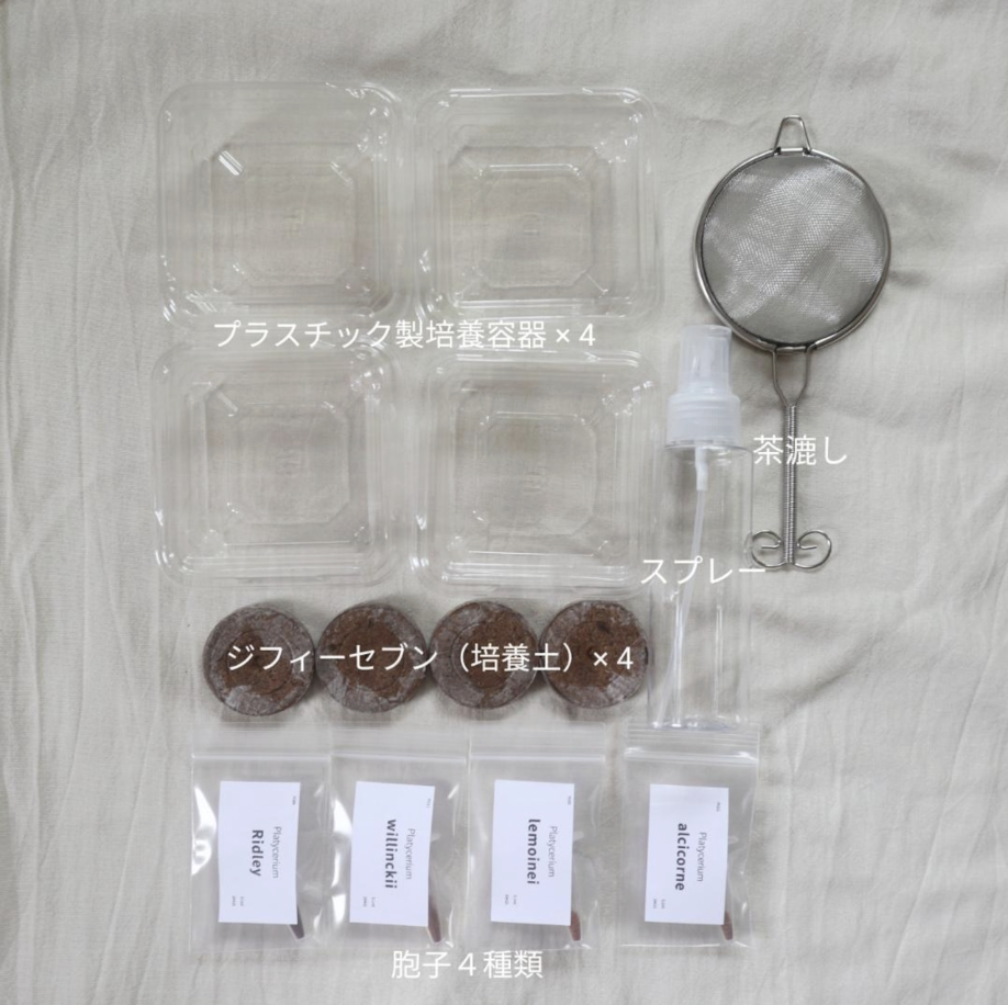 ビカクシダ胞子培養 エントリーセット ＜コラボver.＞ | IMAMA