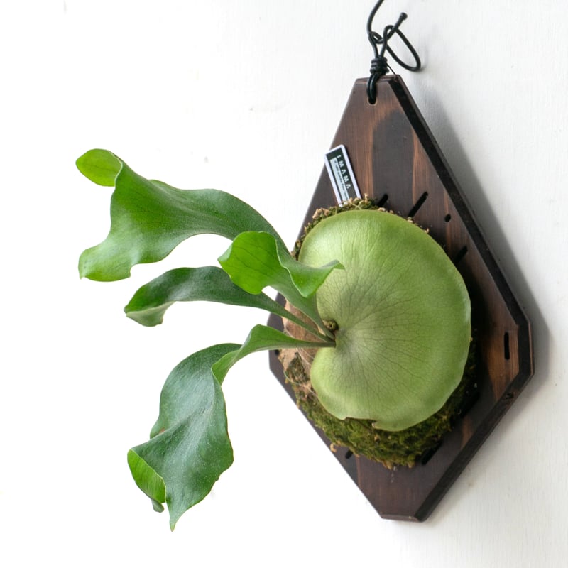 2025.8/2〜】板付ビカクシダ P. hillii pumila Kew Garden