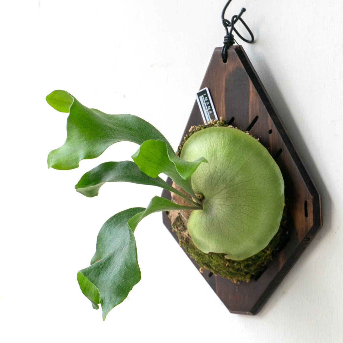 ビカクシダmr.suddan×hillii pumira kewgarden ビカクシダmr.suddan×hillii pumira kewgarden P.willinckii