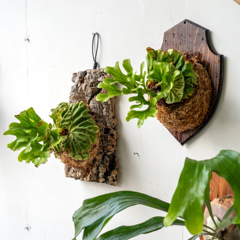 て*げ様 ビカクシダ　リドレイ　ワイルド　ボルネオ ビカクシダ（コウモリラン）：リドレイセンターボルネオワイルド