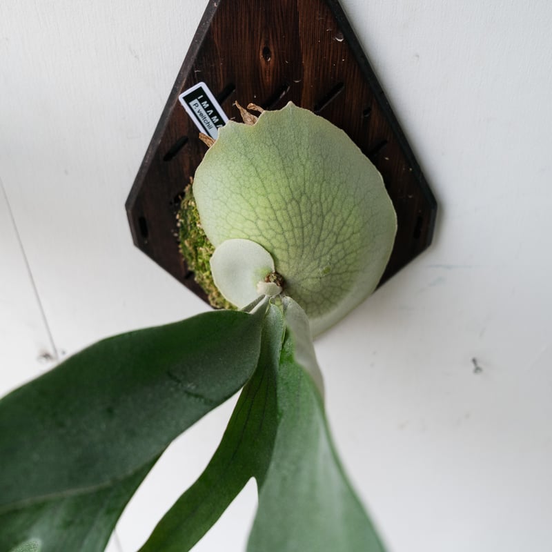 2025.1/29〜】板付ビカクシダ P. veitchii | IMAMA