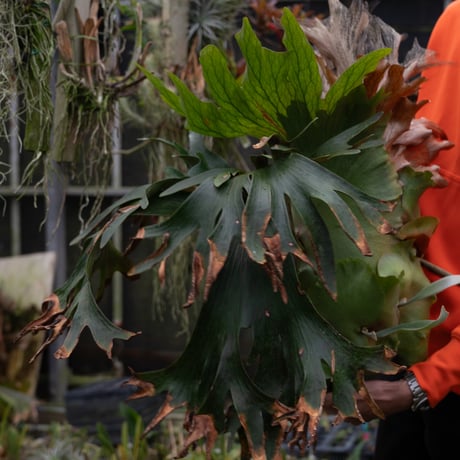 コウモリラン | STORES