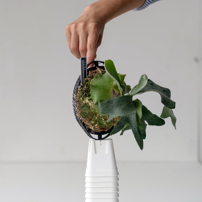 P. foong siqi_フーンシキ_子株(OC) ◇ビカクシダ/コウモリラン P