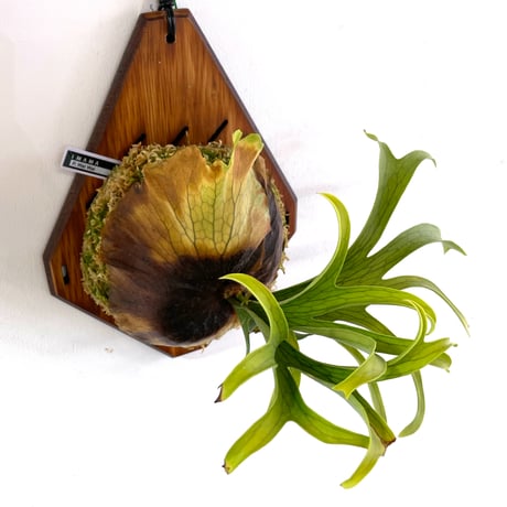 ビカクシダ 希少種P.Pewchan(pup spore)