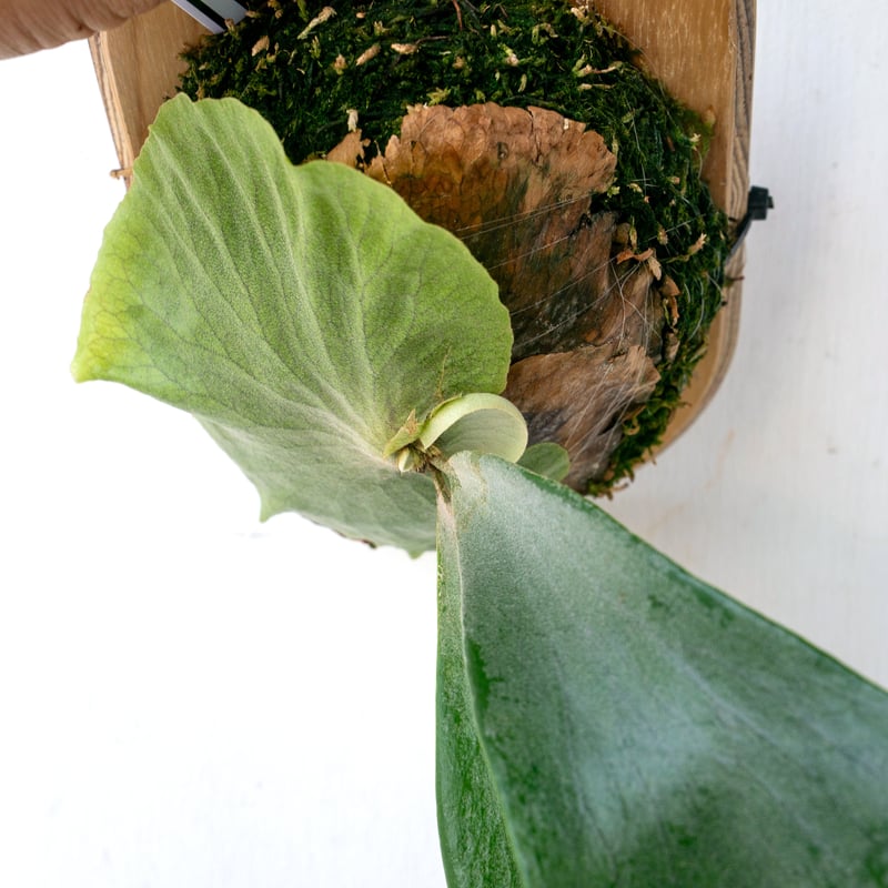 ビカクシダ ペドロタツタ 板付 楽天市場】(現品) ビカクシダ