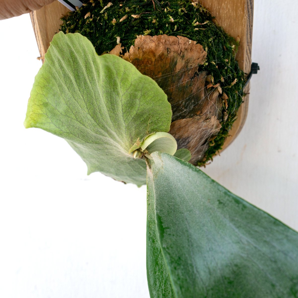 2025.8/2〜】板付ビカクシダ P. Tornado | IMAMA